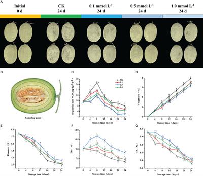 Exogenous melatonin activates the antioxidant system and maintains postharvest organoleptic quality in Hami melon (Cucumis. melo var. inodorus Jacq.)